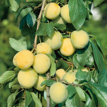 Plommonträd Omnia Garden Reine Claude D'oullins