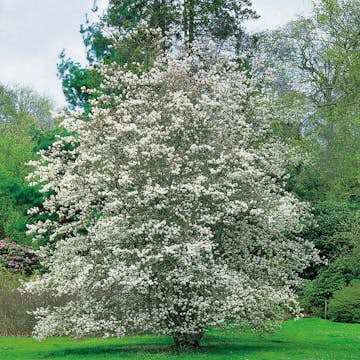 Prydnadsbuske Omnia Garden Prakthäggmispel