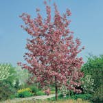 Prydnadsträd Apel Omnia Garden Rudolf, Solälskande & Väldränerad, 90-110 cm