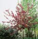 Prydnadsträd Purpurapel (Royalty) Omnia Garden 80-90 cm