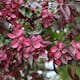 Prydnadsträd Purpurapel (Royalty) Omnia Garden 80-90 cm