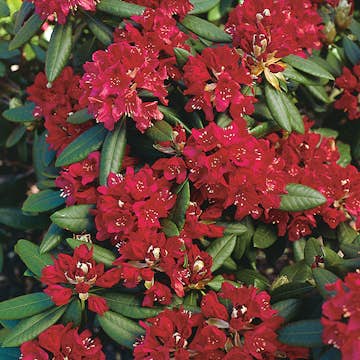 Rhododendron Omnia Garden Nova Zembla