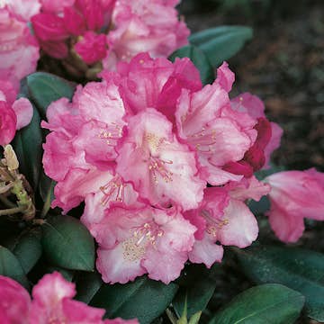 Rhododendron Omnia Garden Polaris 25-30 cm