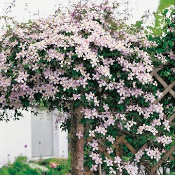 Klätterväxt Röd Bergklematis Omnia Garden 40-60 cm