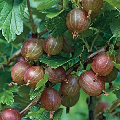 Buske Röda Krusbär Omnia Garden 50-60 cm