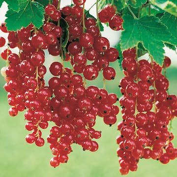 Buske Rödavinbär Stam Röda Holländska Omnia Garden 40-60 sth