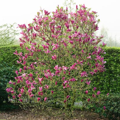 Prydnadsbuske Omnia Garden Rosenmagnolia Susan