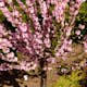 Prydnadsträd Rosenmandel Omnia Garden Rosa Blomning 100-120 cm med Grönt Lövverk