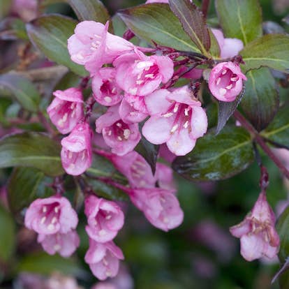 Prydnadsbuske Omnia Garden Rosenprakttry