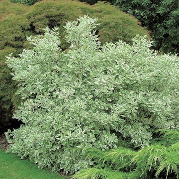 Prydnadsbuske Omnia Garden Rysk Kornell