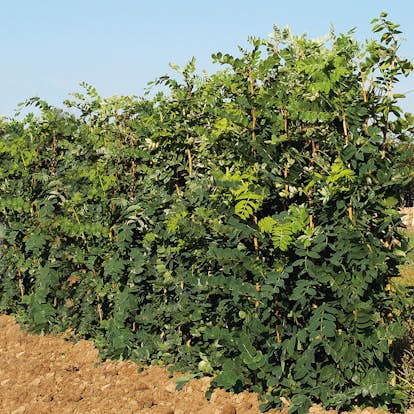 Häckkaragan Omnia Garden 40-65 cm