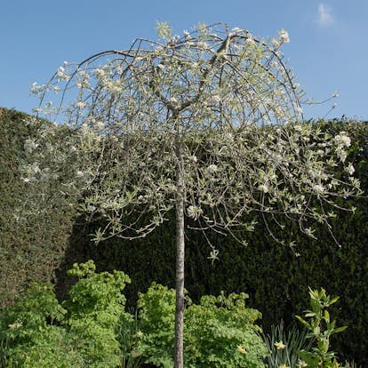 Prydnadsträd Omnia Garden Silverpäron, Grönt Lövverk & Vit Blomning, 100-120 cm