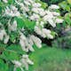 Planta Slån Omnia Garden 50-80 cm