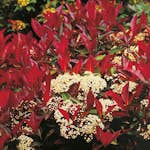 Prydnadsträd Slånaronia Omnia Garden 90-110 cm