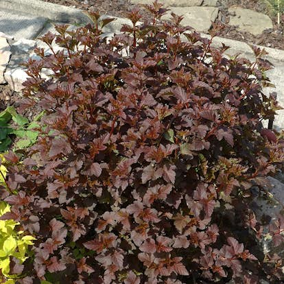 Prydnadsbuske Smällspirea Omnia Garden Rödbladig