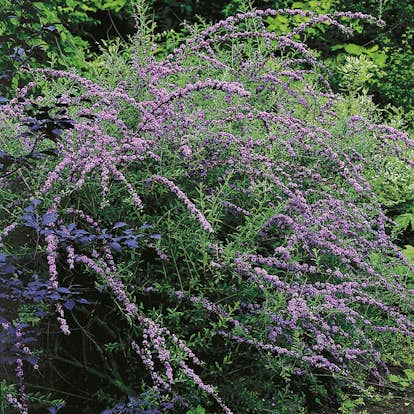 Prydnadsbuske Omnia Garden Sommarbuddleja