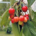 Sötkörsbärsträd Omnia Garden Allmän Gulröd Bigarrå