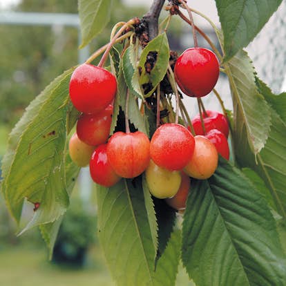Sötkörsbärsträd Omnia Garden Allmän Gulröd Bigarrå