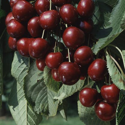 Sötkörsbärsträd Omnia Garden Sam