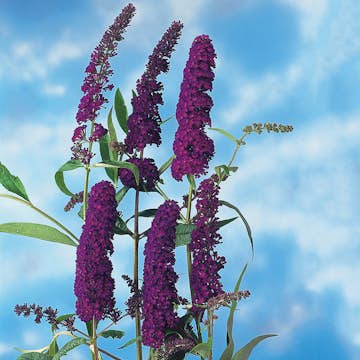 Prydnadsbuske Omnia Garden Syrénbuddleja Black Knight
