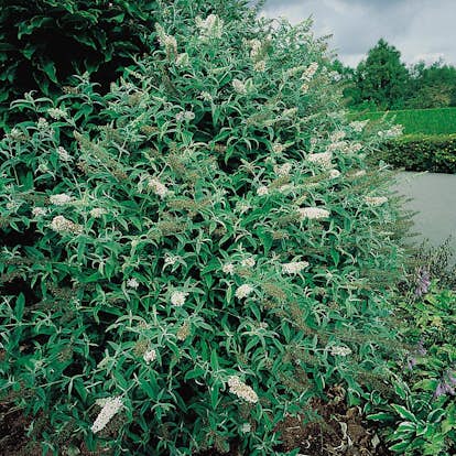 Prydnadsbuske Omnia Garden Syrénbuddleja White Profusion