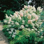 Prydnadsbuske Omnia Garden Syrénhortensia Vit