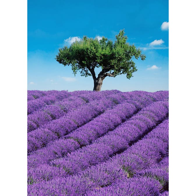 Tapet Idealdecor Provence 309