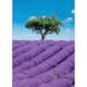 Tapet Idealdecor Provence 309