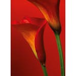 Tapet Idealdecor Red Calla Lilies