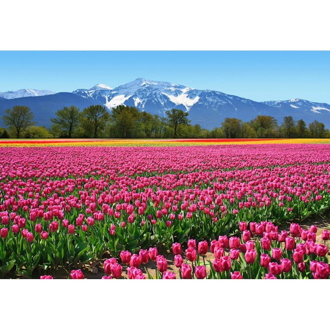 Tapet Idealdecor Tulips