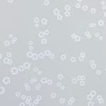 Tapet Mimou Falling Flowers Grey