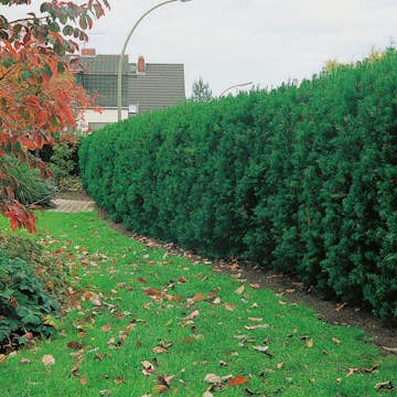 Planta Hybrididegran Omnia Garden Hicksii 20-30 cm