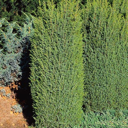 Träd-en Omnia Garden Suecia 40-45 cm