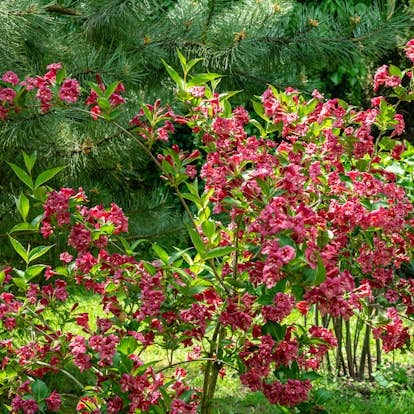 Prydnadsbuske Trädgårdsprakttry Omnia Garden 125-150cm