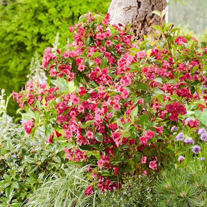 Prydnadsbuske Omnia Garden Trädgårdsprakttry