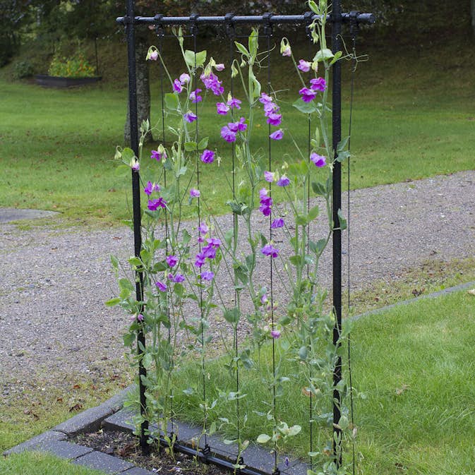 Ramspaljé Flexigarden