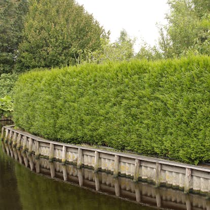 Planta tuja Omnia Gardenhäck 100-125 cm