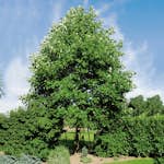 Prydnadsträd Tulpanträd Omnia Garden 100-125 cm