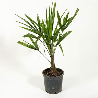 Väderkvarnspalm Omnia Garden