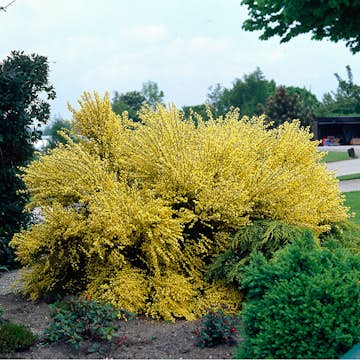 Prydnadsbuske Omnia Garden Vårginst