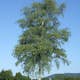 Prydnadsträd Vårtbjörk Omnia Garden 125-150 cm
