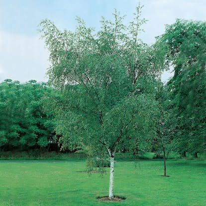 Vårtbjörk Omnia Garden 60-100 cm