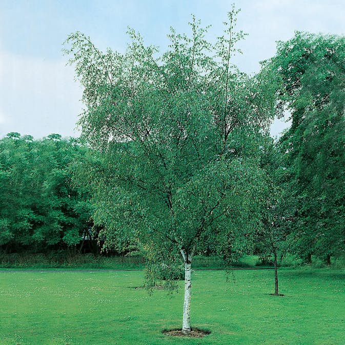 Planta Vårtbjörk @Plant 60-100cm, 10st