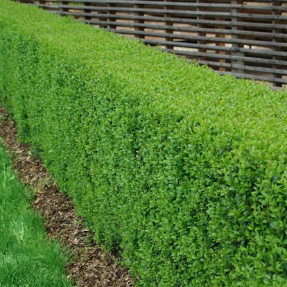 Planta Vinterliguster Liga Omnia Garden Krukodlade 10st