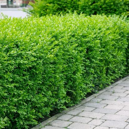 Planta Vinterliguster Liga Omnia Garden Krukodlade 10st