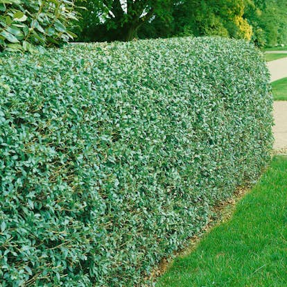 Häck Omnia Garden Vinterliguster Liga 30-50 cm