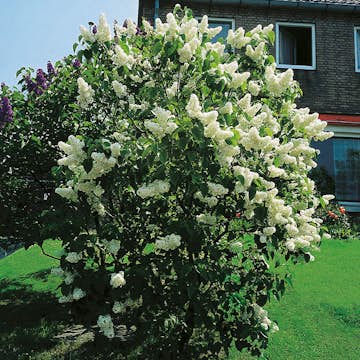 Prydnadsbuske Omnia Garden Vit Ädelsyrén