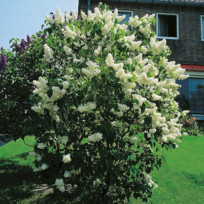 Prydnadsbuske Omnia Garden Vit Ädelsyrén