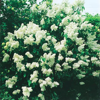 Prydnadsbuske Omnia Garden Vit Bondsyrén