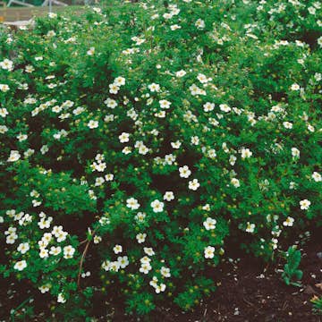 Buske Omnia Garden Trädgårdstok Abbotswood 30-50 cm